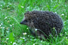 Aufruf der Naturschutzinitiative: Der Igel ist gefhrdet - Mhroboter in der Kritik