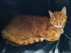 Heimwrts auf Samtpfoten: Joschis Wunsch nach Geborgenheit