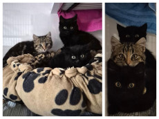 Kleine Krper, groer Hunger: Tierschutzverein Siebengebirge rettet drei von fnf Kitten 