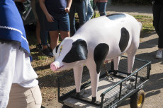 Steimeler Kartoffelmarkt - Tradition, Musik und Muckensaft