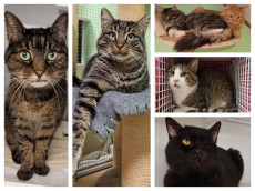 Zwischen Erschpfung und Herzblut: Tierschutz Siebengebirge kmpft fr seine Katzen