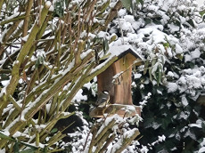 Wildv�gel im Winter unterst�tzen: So gelingt es richtig