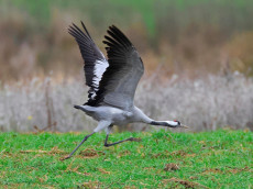 Geflgelpest in Rheinland-Pfalz: Vorsicht bleibt geboten