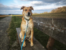 Nase im Wind, Herz am rechten Fleck: Lizzy wartet auf die Chance ihres Lebens 