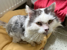 Nach harten Wintern auf der Stra�e: Senior Lucky w�nscht sich ein Kuschelparadies