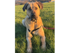 Die Riesen-Maus: Kangal-Hndin Muschen sucht Menschen mit groem Herz und klarem Kompass