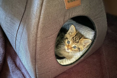 Von der Rettung bis zur Auswilderung: Jungkatzen im Westerwald finden Zuflucht