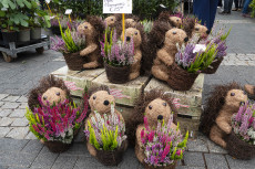 Herbstliches Einkaufsfest in Neuwied zieht Menschenmassen an