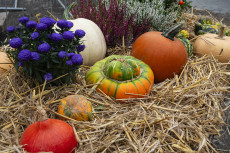 Herbstliche Vielfalt in Neuwied: Markttage laden ein