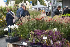 Markttage Neuwied - herbstliches Paradies und verkaufsoffener Sonntag fr entspannten Bummel