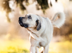 Ein Name so zart wie ihr Kern: M�uschen wartet auf ihre Herzensmenschen