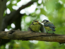 Ein Halm, ein Nest, ein Leben: Warum G�rten f�r Zaunk�nig & Co. die Welt bedeuten