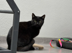 Ein schchternes Herz sucht ein Zuhause: die Geschichte von Monchi