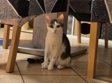 Kleiner Kmpfer mit groen Trumen: Mucki sucht ein liebevolles Zuhause 