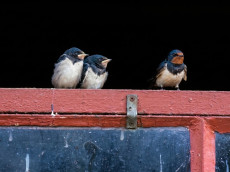 Mit den Schwalben erreichen die Fr�hlingsboten den Westerwald