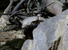Neugieriger Untermieter: G�rteltier Piet erkundet den Zoo Neuwied