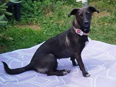 Vermisster Hund Yuna nach Gewitter verschwunden