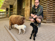 Erste Ouessantschaf-B�ckchen des Jahres im Tierpark Niederfischbach geboren
