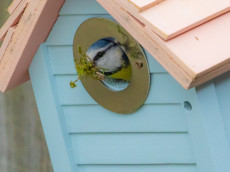 Mitmachaktion: Tierschutz Siebengebirge l�dt zum Nistkastenbau ein