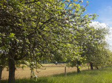 "Obstb�ume richtig schneiden": Seminar in der Obstplantage in Birken