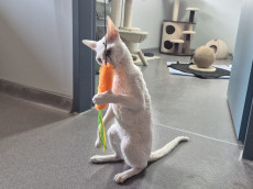 Ozcar: Ein Entertainer mit Herz und Charme sucht seine Herzmenschen