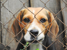 270 Beagle-Hunde f�r Tierversuche aus den USA importiert