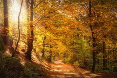 Wetterumschwung in Rheinland-Pfalz: St�rmische B�en und milde Temperaturen erwartet