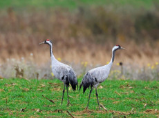 Fünf bestätigte Verdachtsfälle von der Vogelgrippe im Westerwald