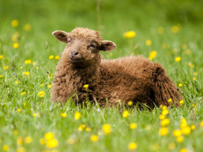 2. Westerw�lder Weidetiertag in M�rsbach: Ein Tag im Zeichen der Weidetiere