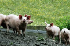 Afrikanische Schweinepest: Kreis Altenkirchen richtet Sperrzone ein