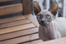 Oberverwaltungsgericht best�tigt Kastration von Canadian Sphynx-Katzen wegen Qualzucht