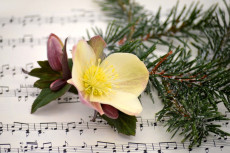 Neuer GEMA-Tarif: Erleichterung fr Weihnachtsmrkte