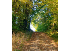 Pilgerweg auf den Spuren von Hildegard von Bingen