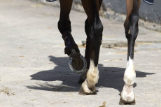Reitertag und Weihnachtsmarkt in Neuwied-Oberbieber