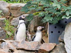 Von Pinguinen und Pflanzen: Zwei Erlebnistage im Zoo Neuwied