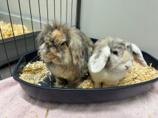 Gemeinsam durchs Mhrchenland: Zwei Lwenkopf-Zwergkaninchen suchen ein Zuhause