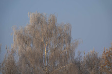 Westerwaldwetter: Sonniges, kaltes Wochenende