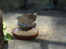 Rebhuhn im Zoo Neuwied: Ein kleiner Vogel mit gro�er Mission 