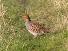 NABU-Gruppe Hundsangen pr�sentiert Jahresprogramm 2026