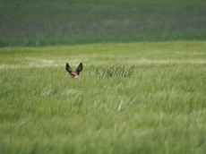 R�cksicht auf Wildtiere am Stegskopf: Aufruf zur Achtsamkeit
