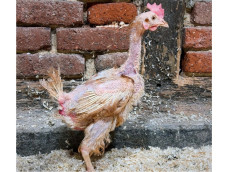 Gegen die Uhr: PLAnbe stemmt Rettung von 800 Legehennen im Eiltempo