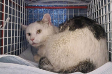 Roberto: Die Rettung einer Schattenkatze