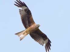 Rotmilan im Fokus: Vortrag und Beobachtung im Buchfinkenland