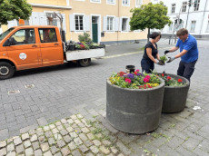 Servicebetriebe Neuwied bringen 6.000 Sommerblumen in die Stadt 
