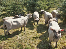 Die Geschichte von den Schafen, die die Weihnachtsb�ume in Wissen bewachen