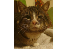 Jeder Lidschlag eine Qual: Die bewegende Rettung des Streuners Sir Henry