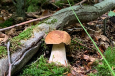 Geheimnisse der Pilze: Einblicke in die verborgene Welt des Waldes