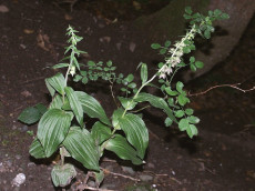 Von Eisenverh�ttung zu botanischem Paradies: Orchideen gibt es auch im Wisserland