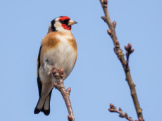 Neues Landesnaturschutzgesetz strkt Artenvielfalt in Rheinland-Pfalz
