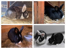 Zwischen Kuschelecke und Karotte: Sunny und Snippet suchen ein Zuhause